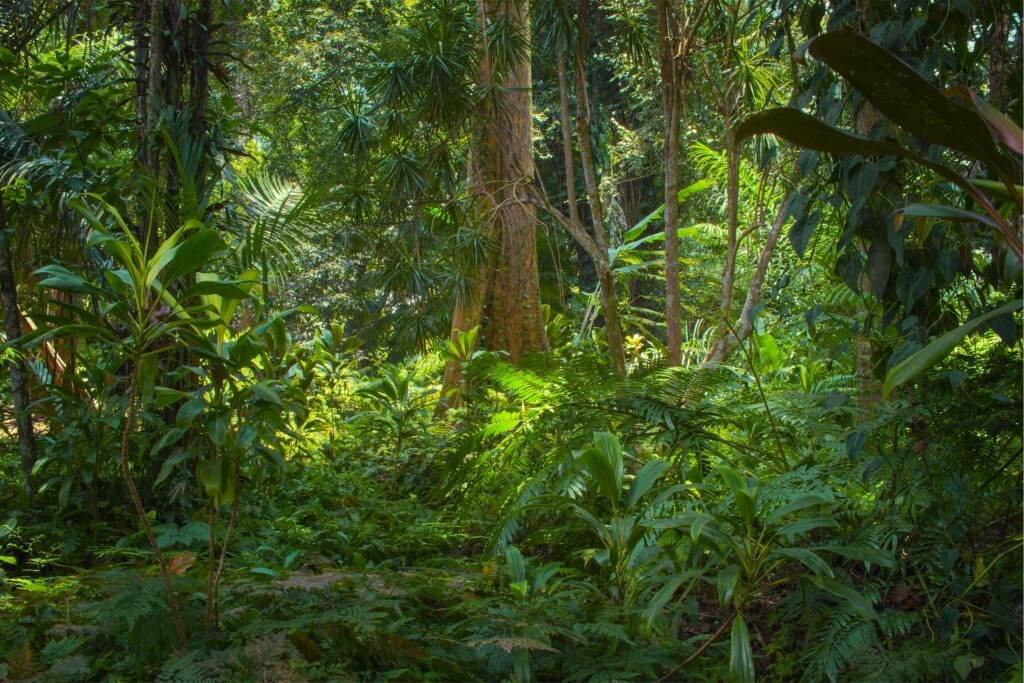 Tła sceniczne: Dżungla - Scenografia tematyczna
